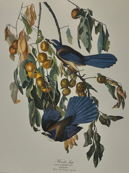 Vintage 1964 Lithographic Bird Print - Florida Jay - Room Four