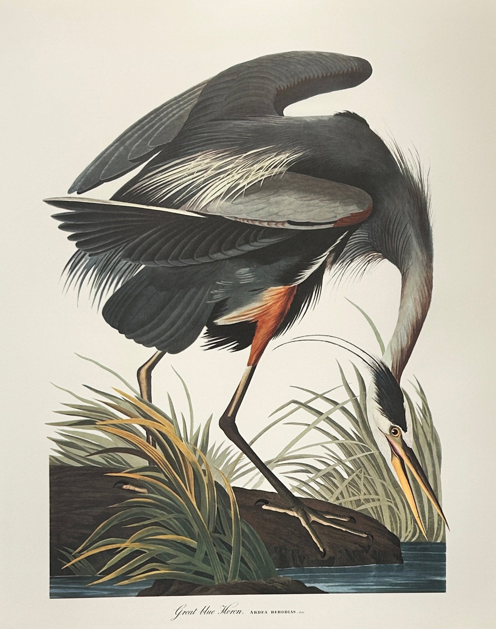 Vintage 1964 Lithographic Bird Print - Great Blue Heron - Room Four