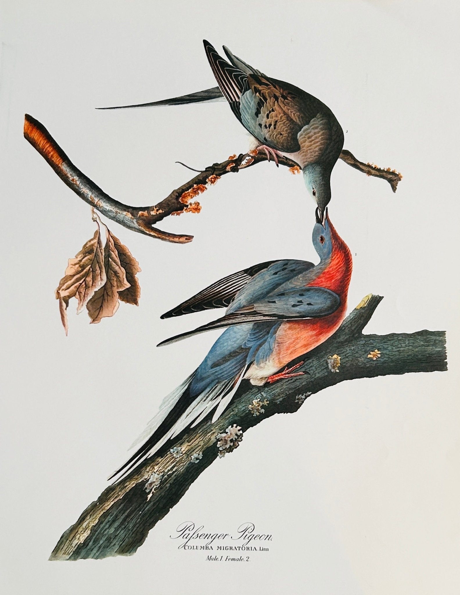 Vintage 1964 Lithographic Bird Print - Palsenger Pigeon - Room Four