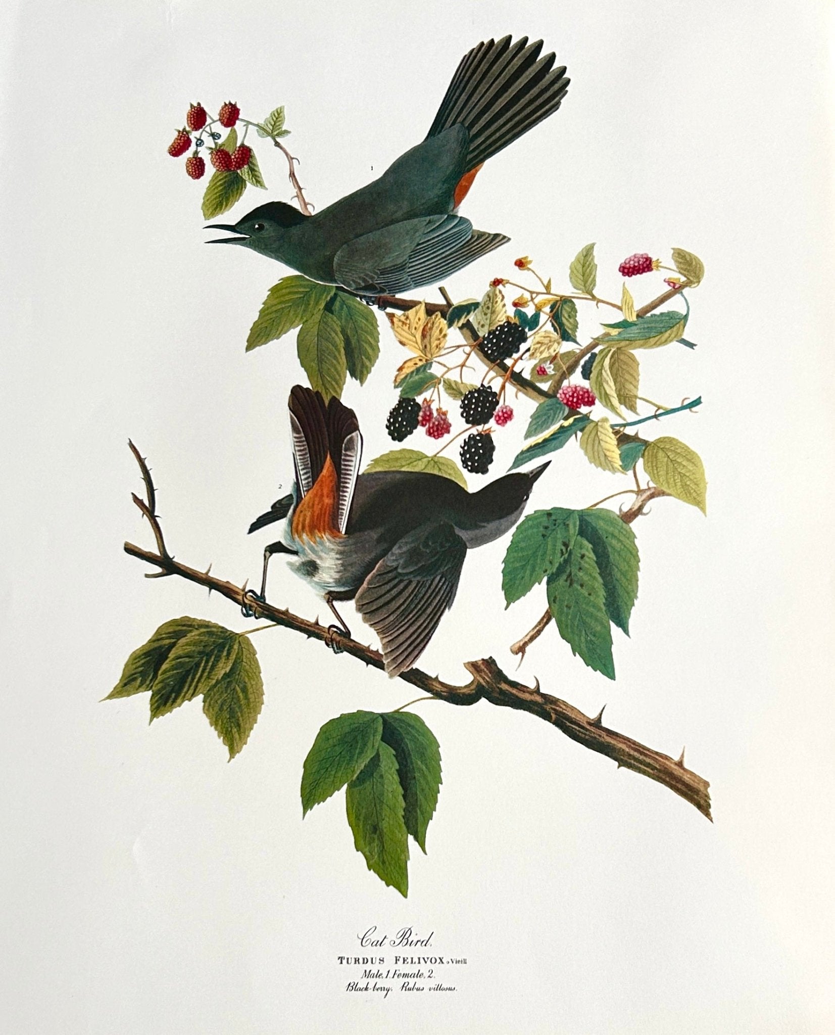 Vintage 1964 Lithographic Bird Print - The Cat Bird - Room Four