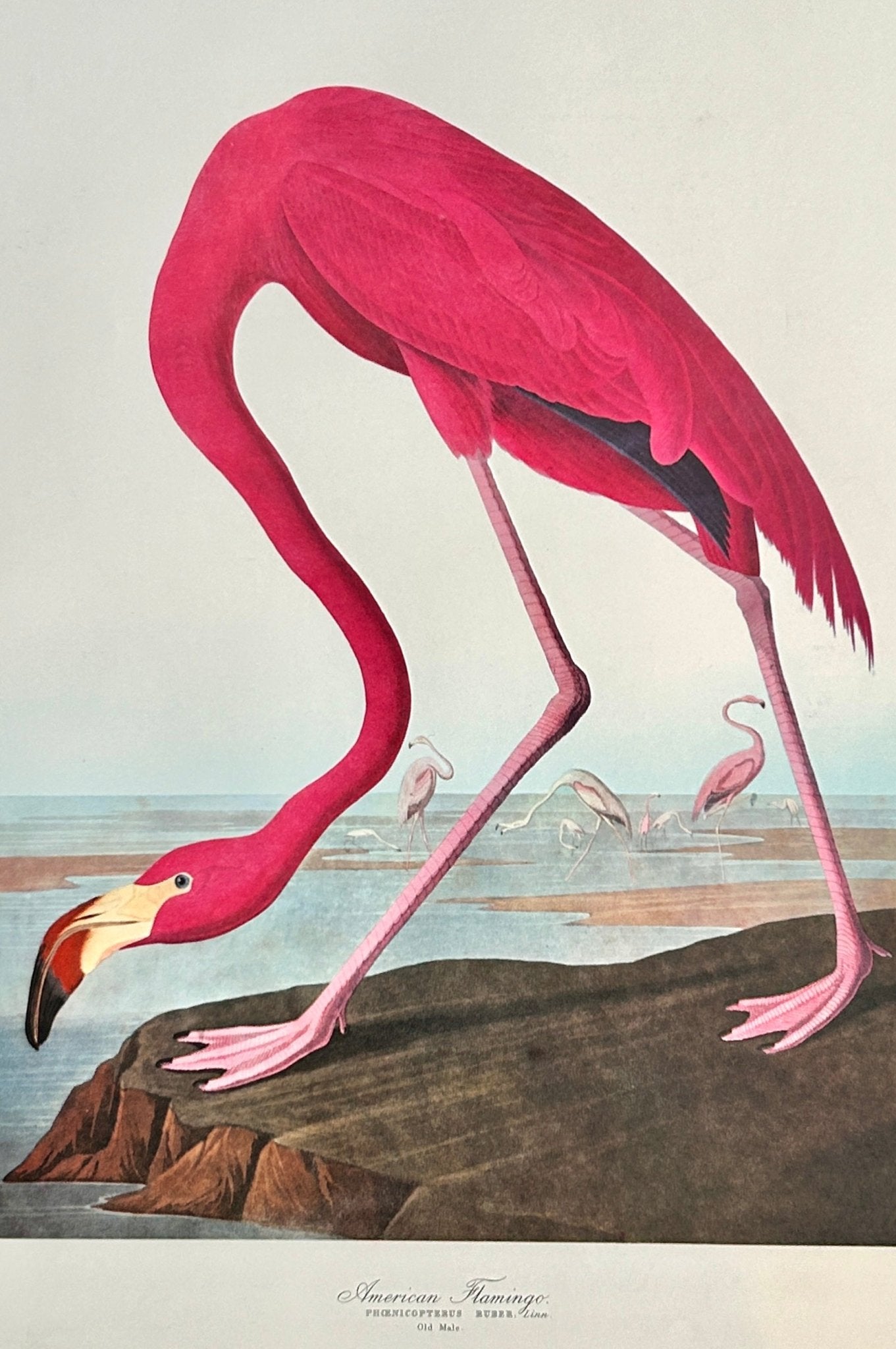 Vintage 1964 Lithographic Print - American Flamingo - Room Four