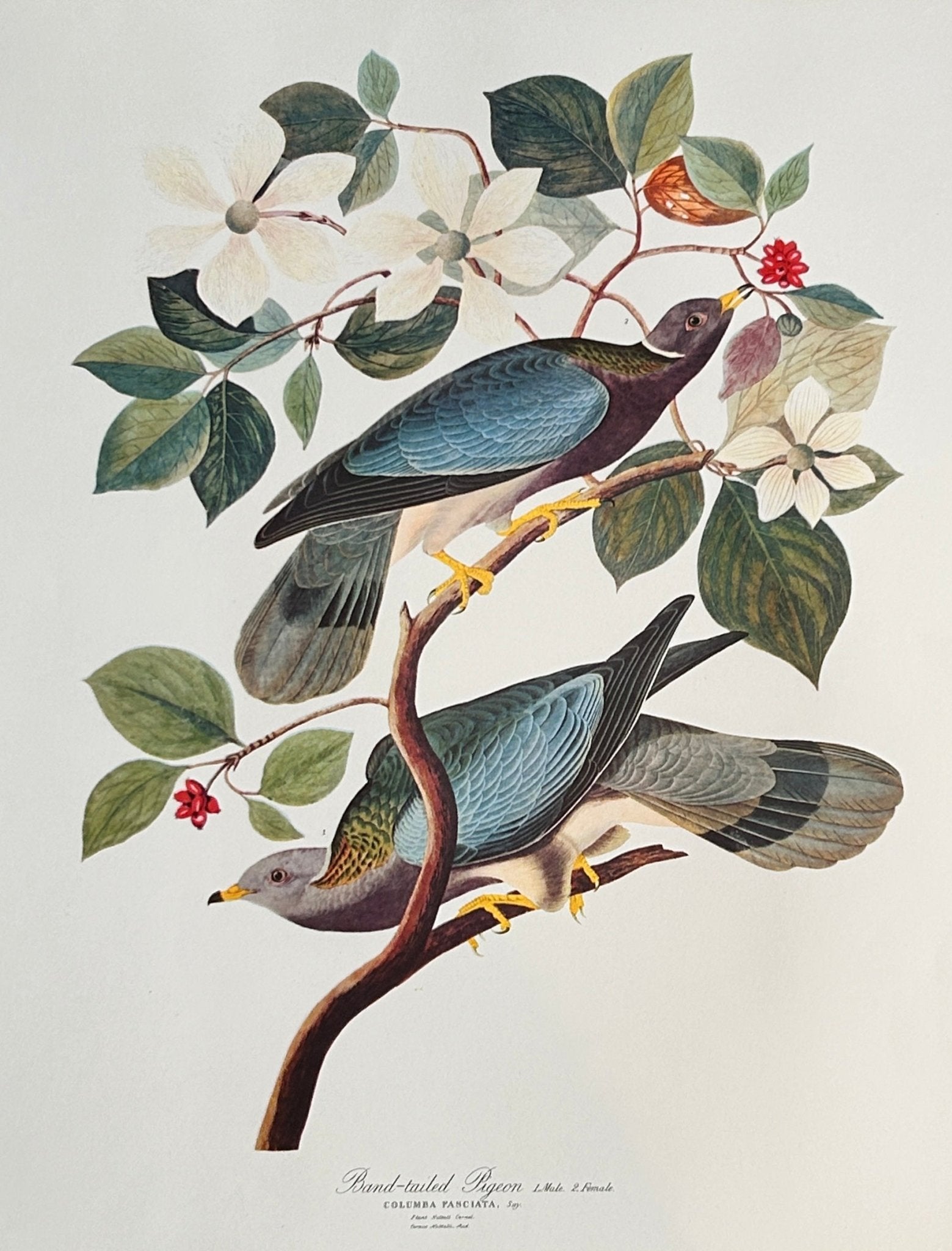 Vintage 1964 Lithographic Print - Band Tailed Pigeon - Room Four