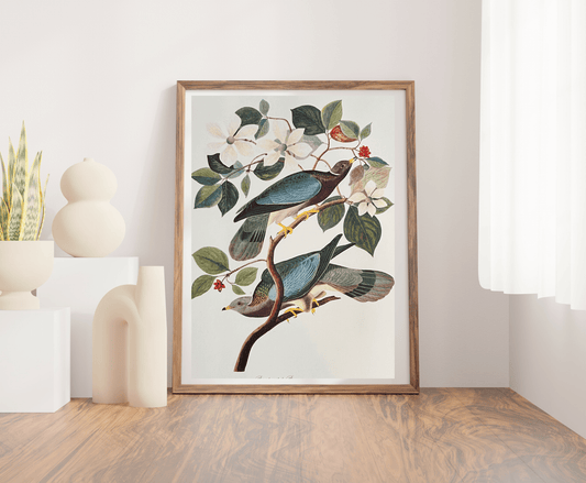 Vintage 1964 Lithographic Print - Band Tailed Pigeon - Room Four