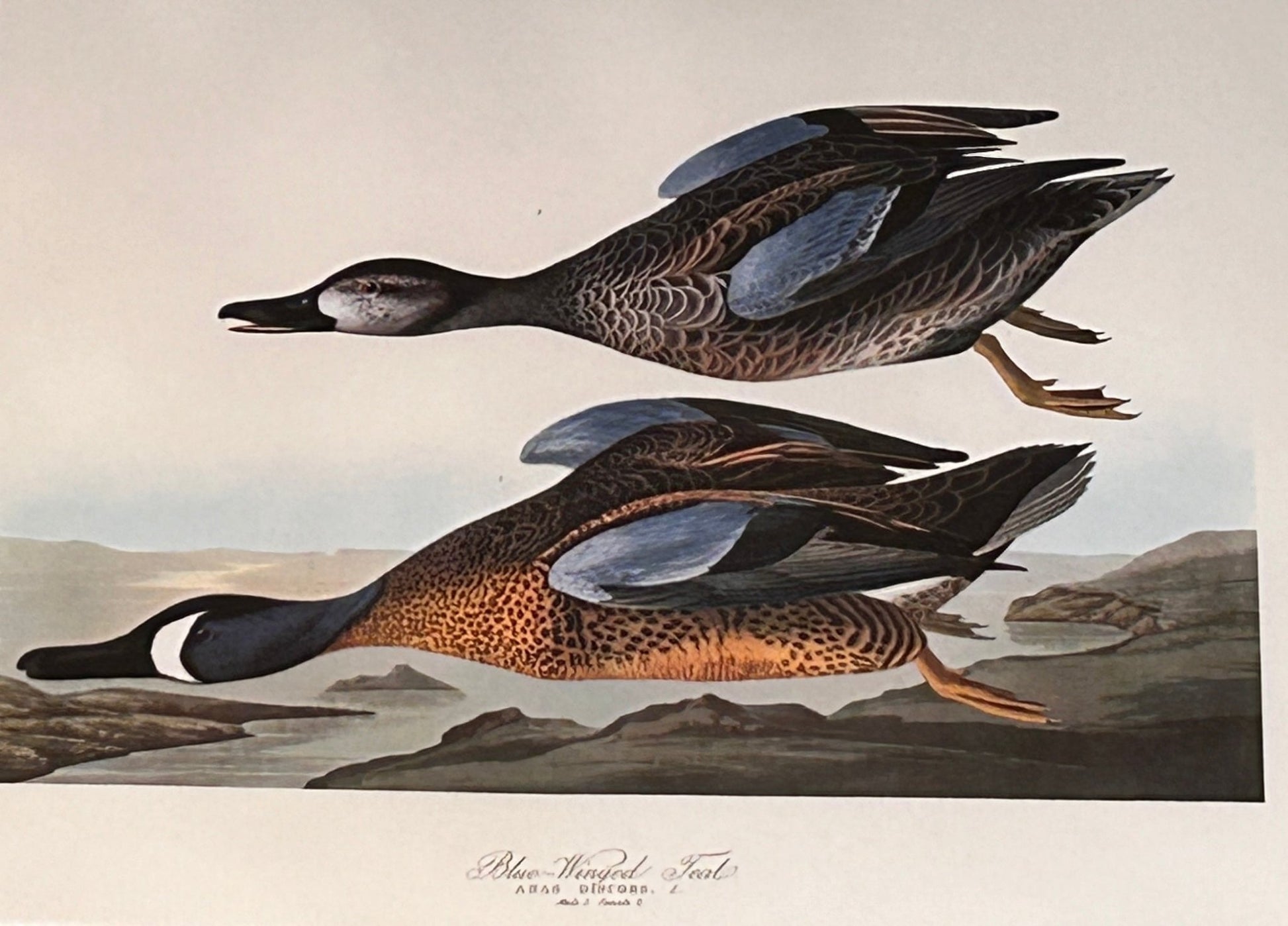 Vintage 1964 lithographic print of Blue Winged Teal by Audubon featuring a detailed illustration in natural colors. Birds of America. 