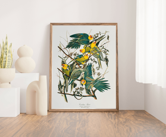Vintage 1964 Lithographic Print - Carolina Parrot - Room Four