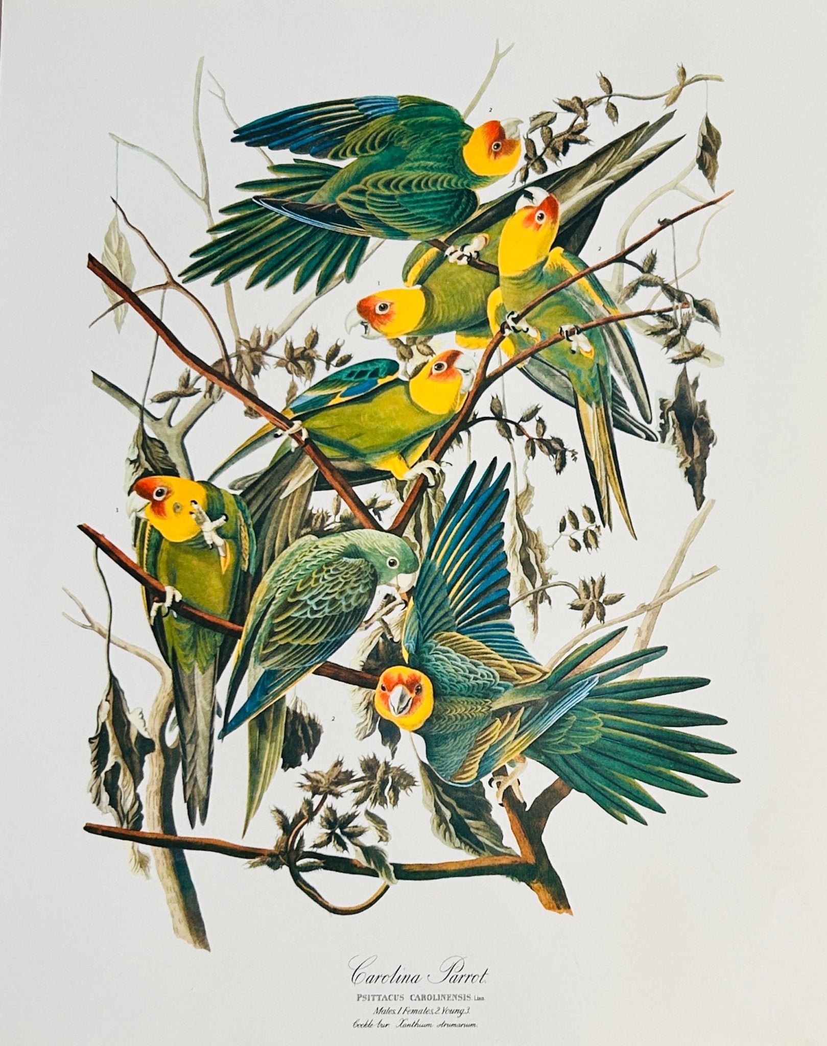 Vintage 1964 Lithographic Print - Carolina Parrot - Room Four
