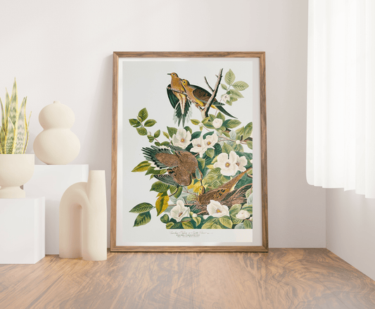 Vintage 1964 Lithographic Print - Carolina Pigeon/Turtle Dove - Room Four