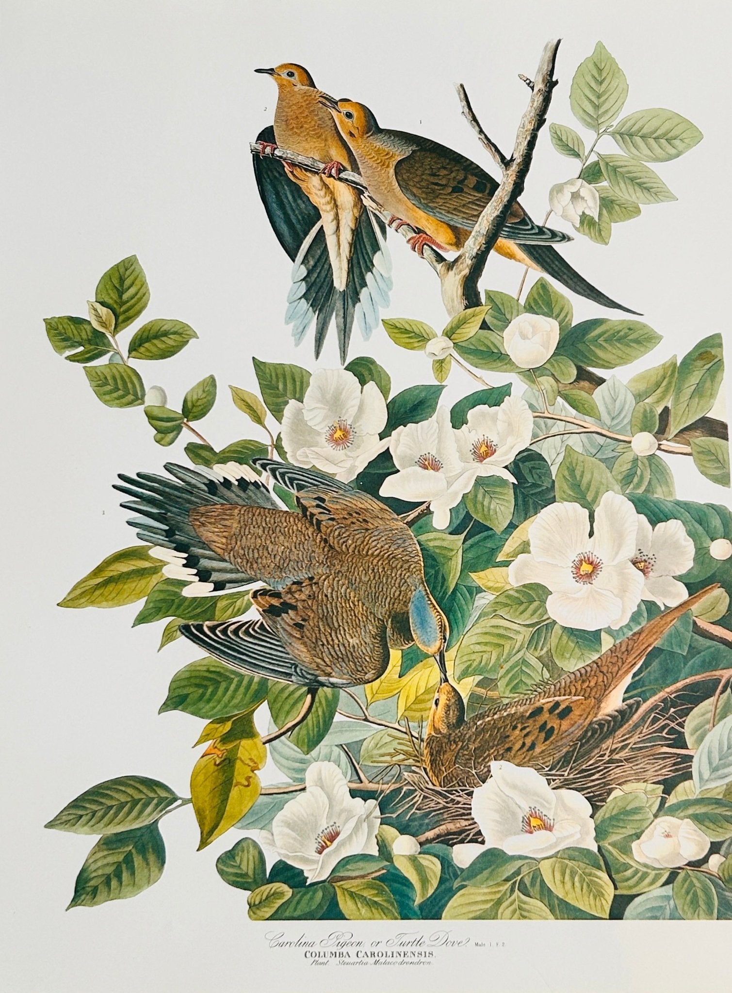 Vintage 1964 Lithographic Print - Carolina Pigeon/Turtle Dove - Room Four