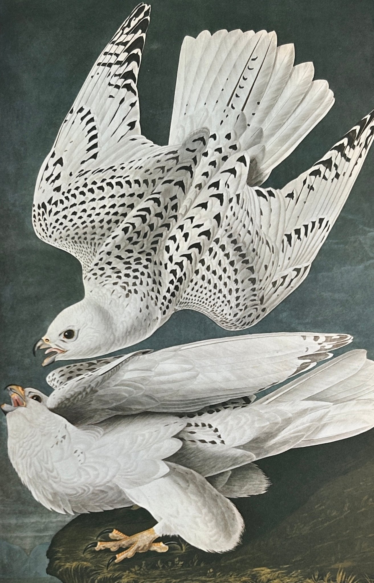 Vintage 1964 Lithographic Print - Iceland Falcon - Room Four