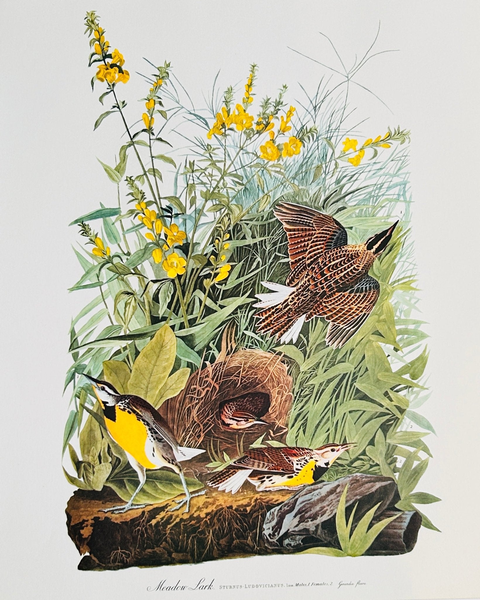 Vintage 1964 Lithographic Print - Meadow Lark - Room Four