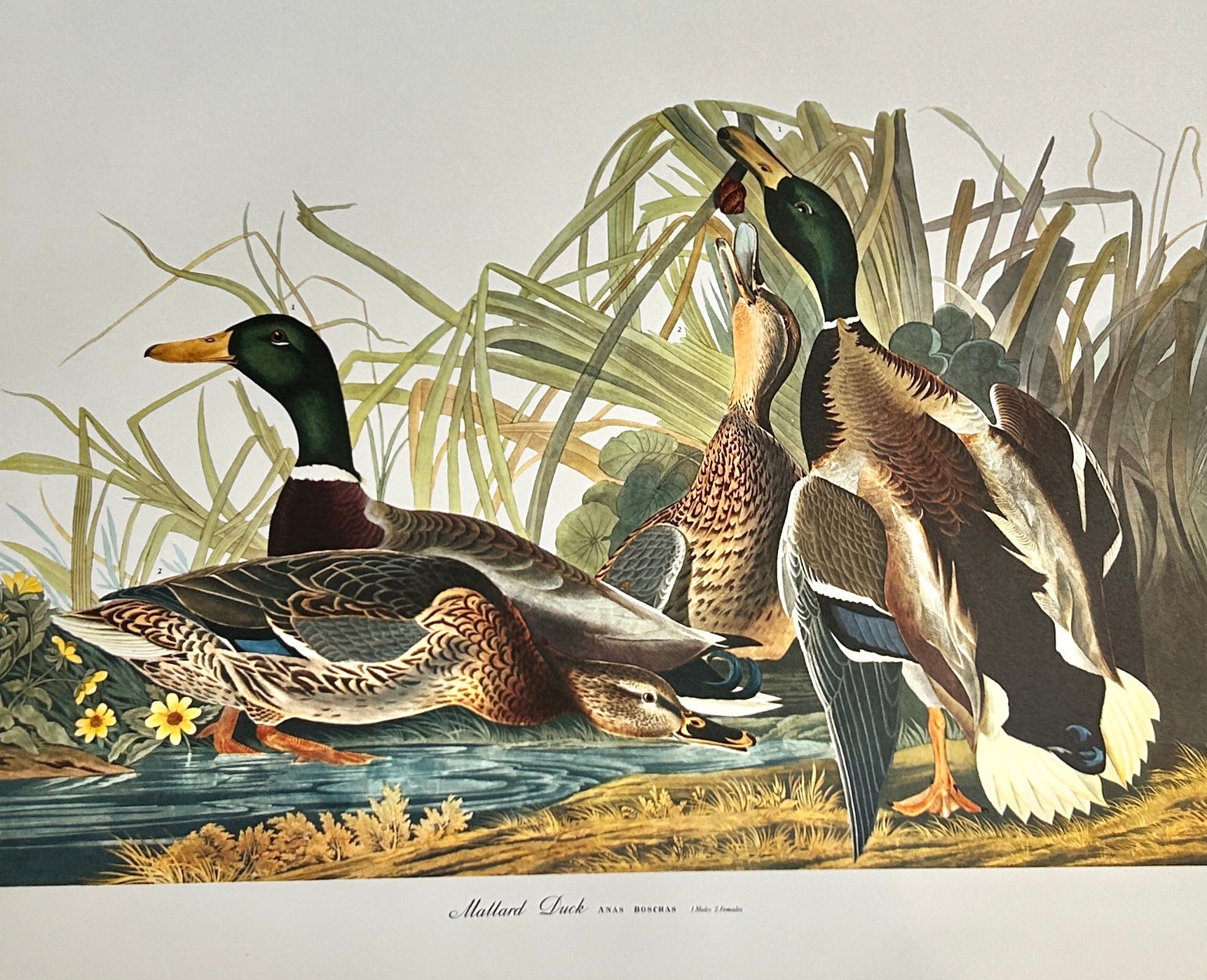 Vintage 1964 Lithographic Print - The Mallard Duck - Room Four