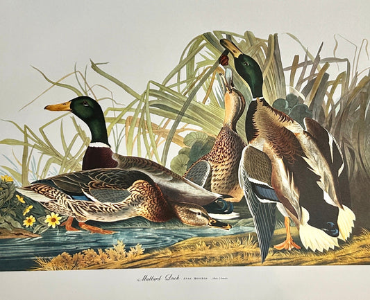 Vintage 1964 Lithographic Print - The Mallard Duck - Room Four