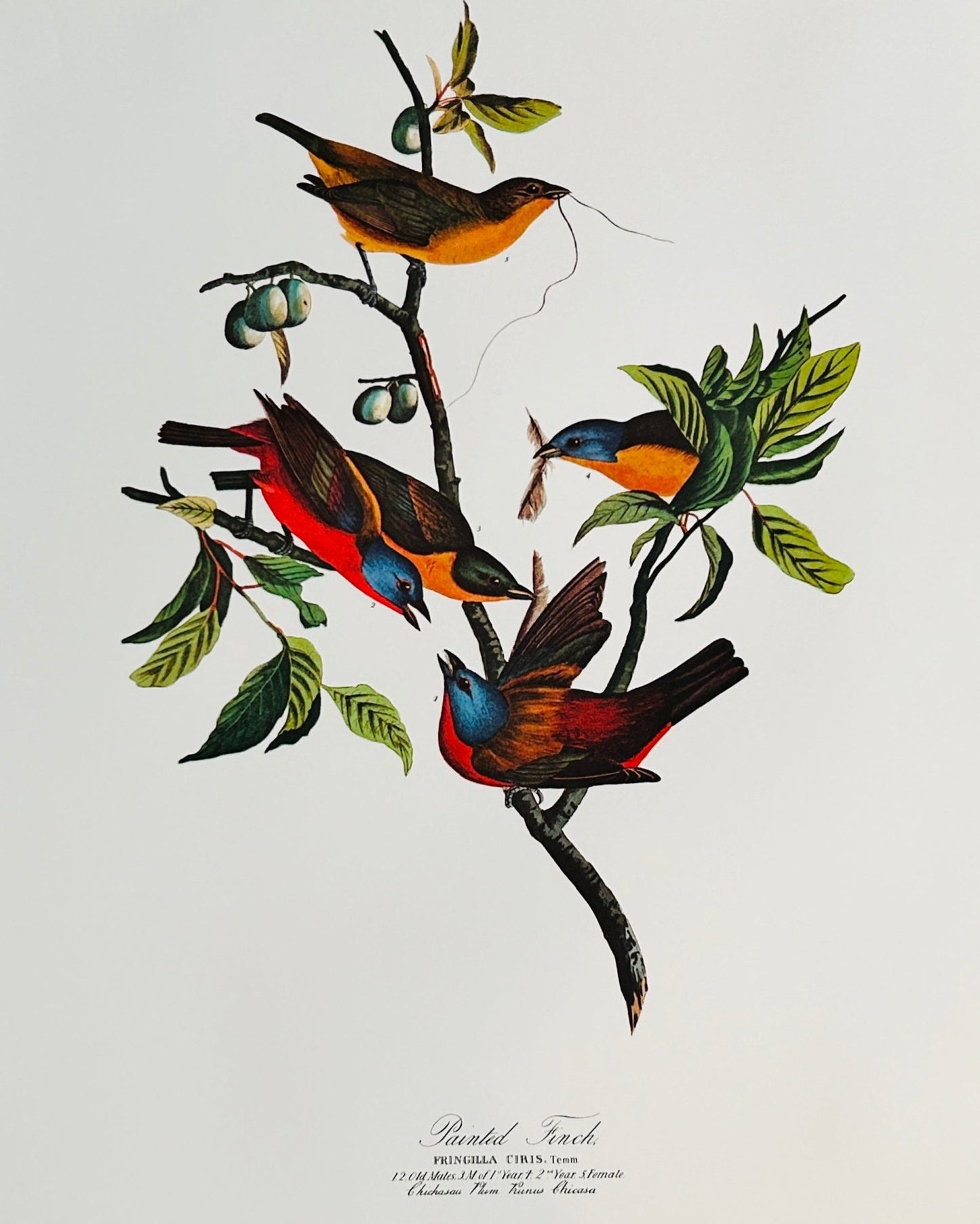 Vintage 1964 Lithographic Print - The Painted Finch - Room Four