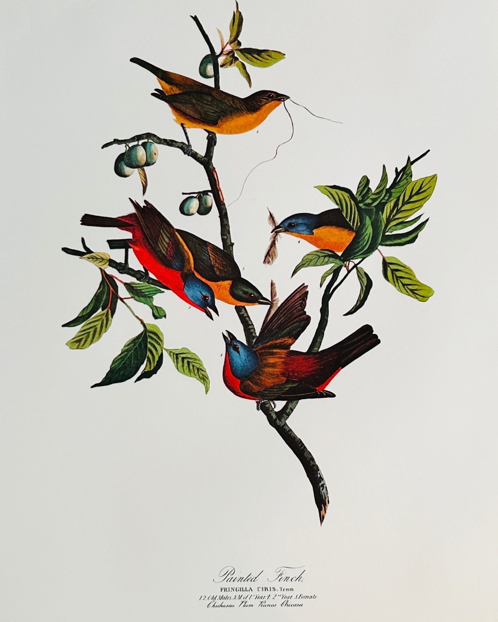 Vintage 1964 Lithographic Print - The Painted Finch - Room Four