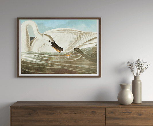 Vintage 1964 Lithographic Print - Trumpeter Swan - Room Four
