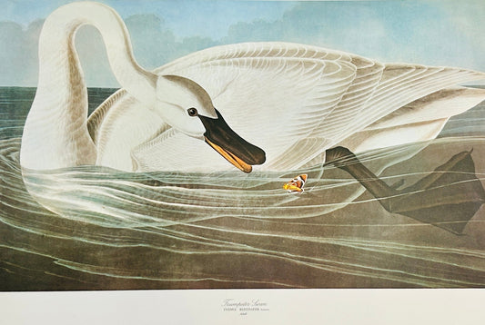 Vintage 1964 Lithographic Print - Trumpeter Swan - Room Four