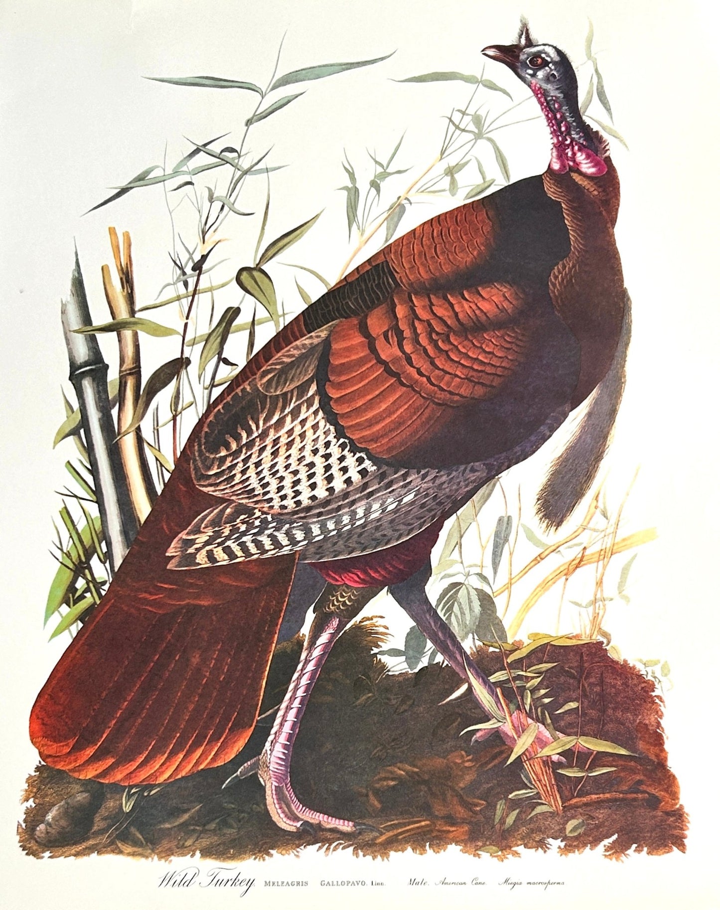 Vintage 1964 Lithographic Print - Wild Turkey - Room Four