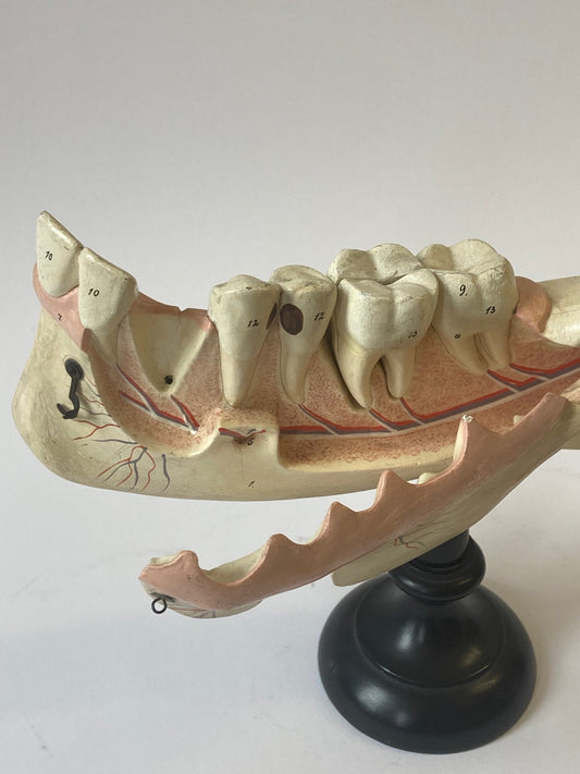 Vintage Anatomical Teaching Model Human Body - Teeth Jawbone - Room Four