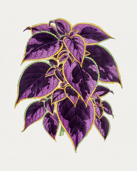 Vintage Botanical Purple Coleus Plant Wall Art Print - Room Four
