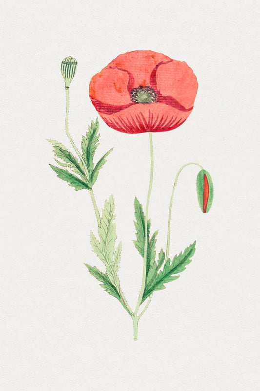 Vintage Botanical Red Poppy Wall Art Print - Room Four
