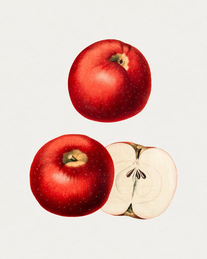 Vintage Fruit Wall Art Print Red Apples - Room Four