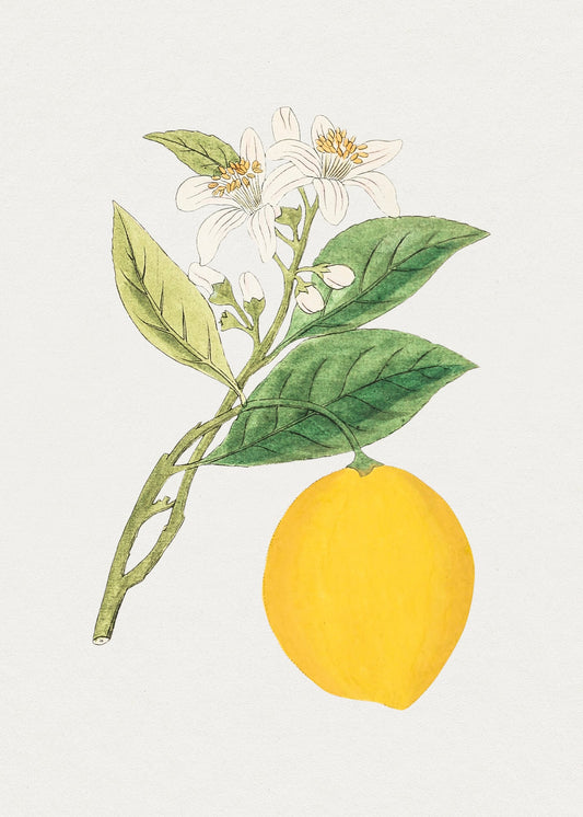 Vintage Lemon Citrus Fruit Wall Art Print - Room Four