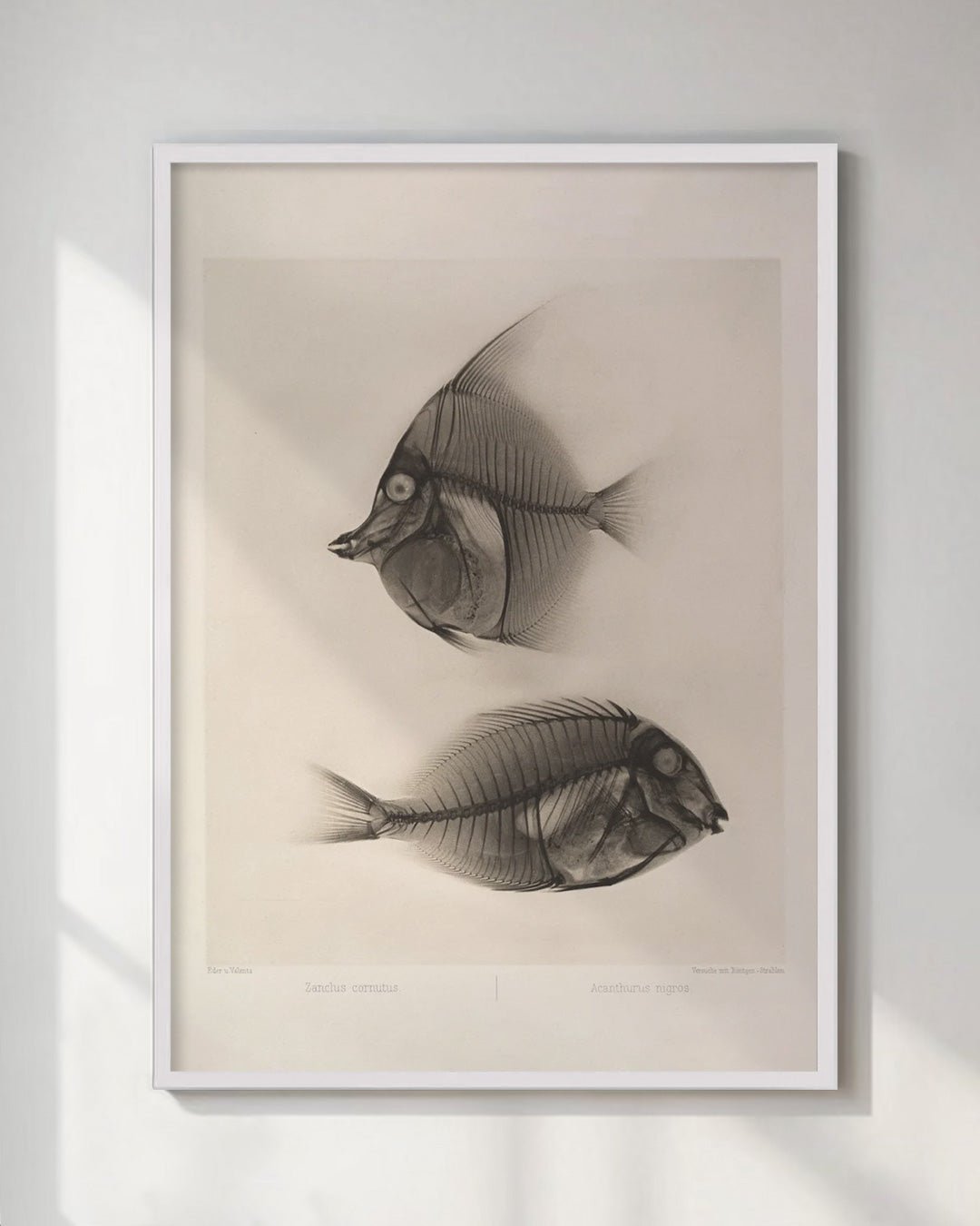 Vintage Reef Fish Sturgeon X - Ray Wall Art Print - Room Four