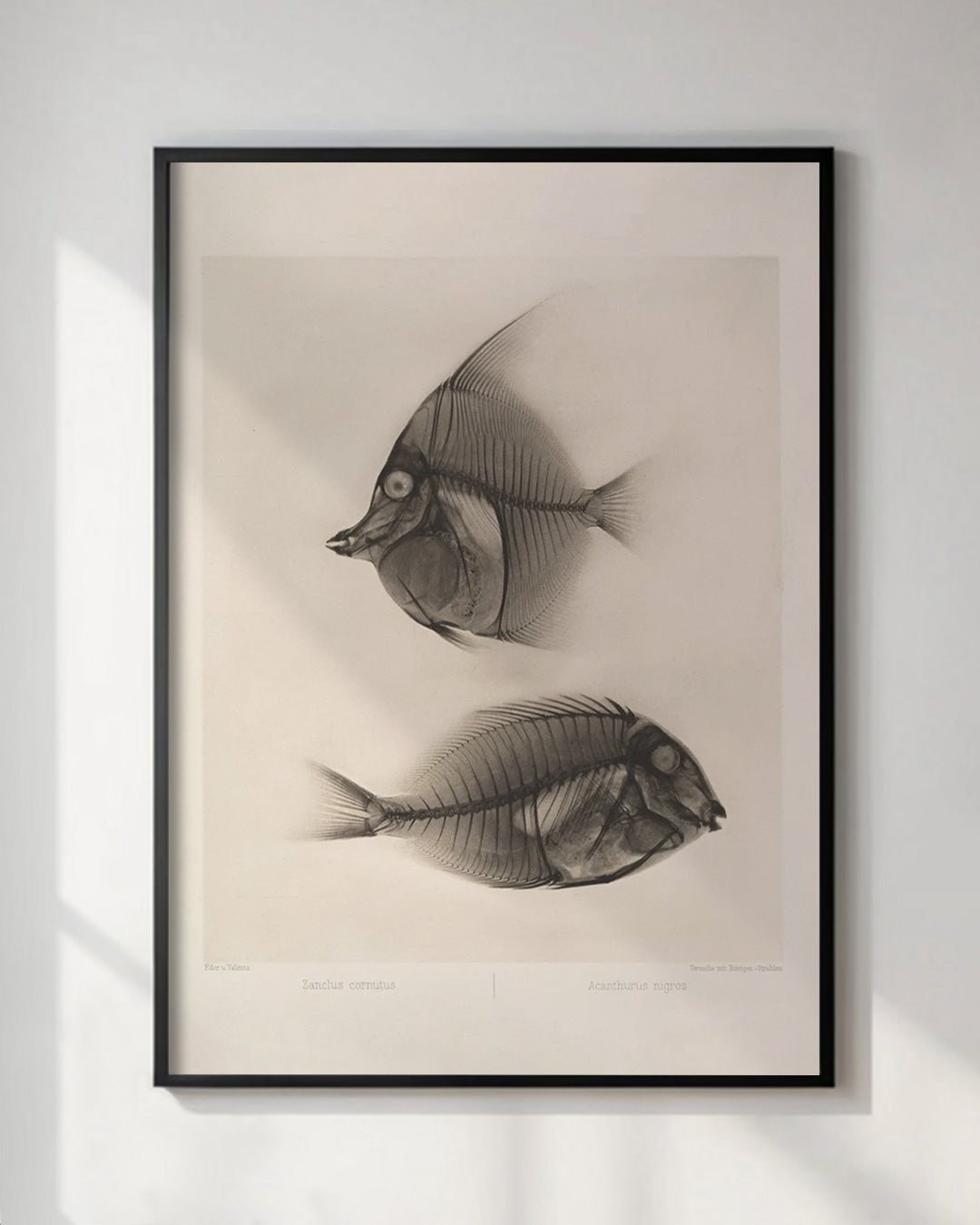 Vintage Reef Fish Sturgeon X - Ray Wall Art Print - Room Four
