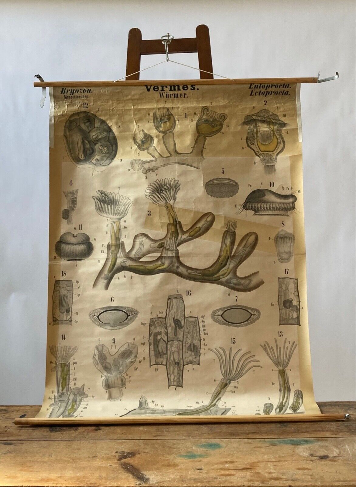 Vintage School Wall Chart : Marine Biology (i) - Room Four