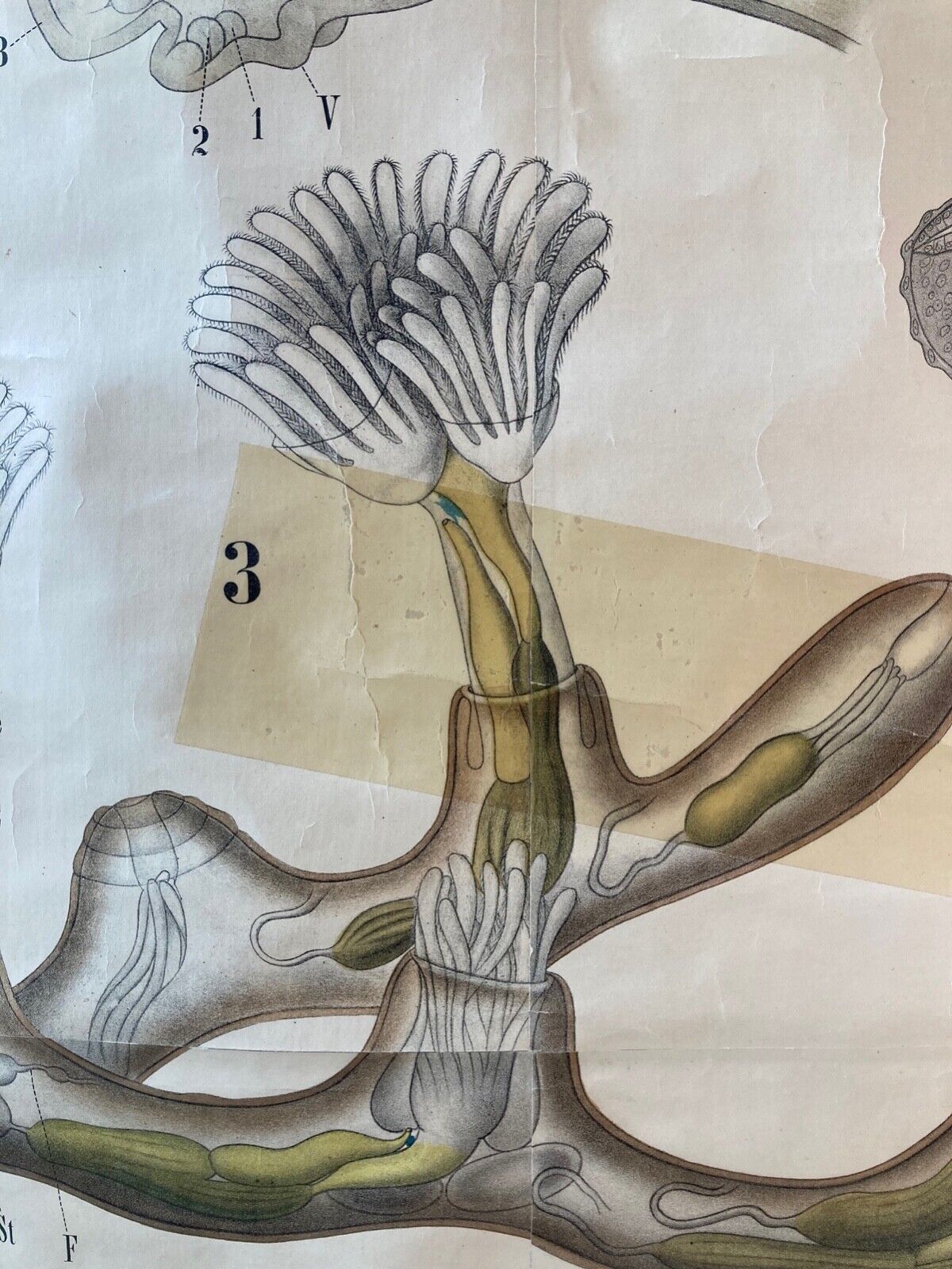 Vintage School Wall Chart : Marine Biology (i) - Room Four