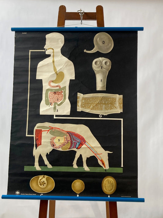 Vintage Wall Chart , Digestion Cycle - Room Four