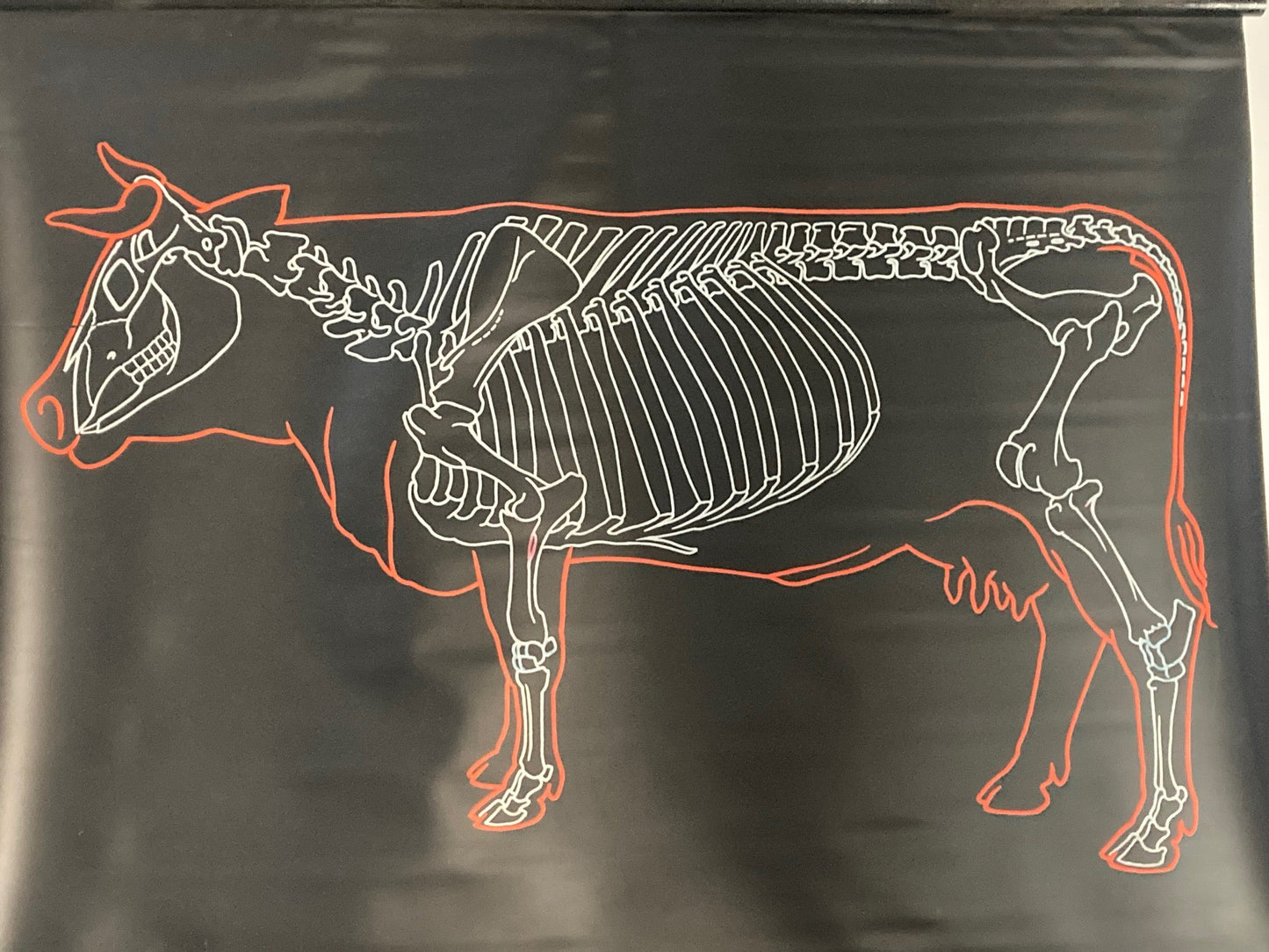 Vintage Wall Chart - The Cow - Room Four