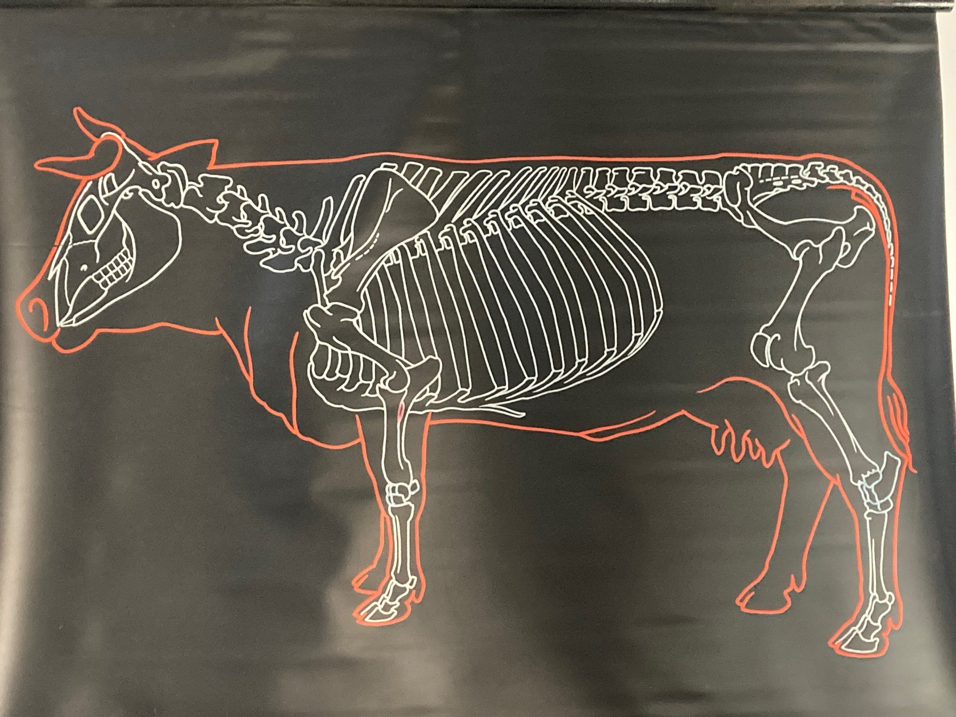 Vintage Wall Chart - The Cow - Room Four
