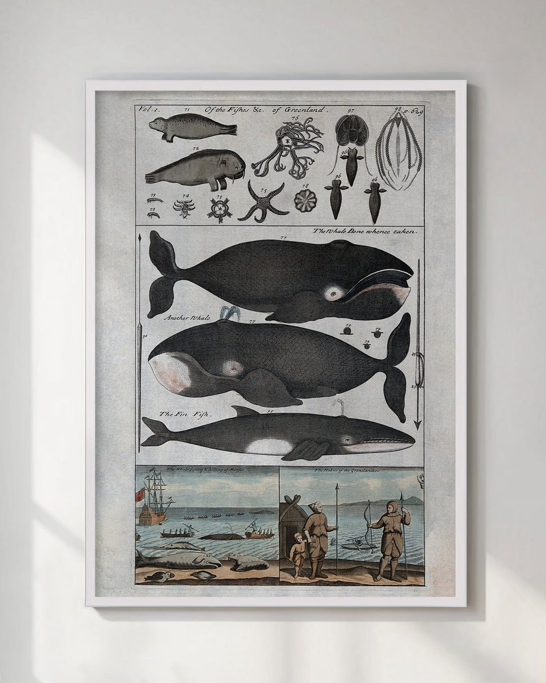 Vintage Whales & Sea Creatures Wall Art Print - Room Four