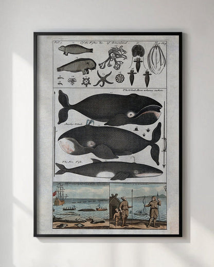 Vintage Whales & Sea Creatures Wall Art Print - Room Four