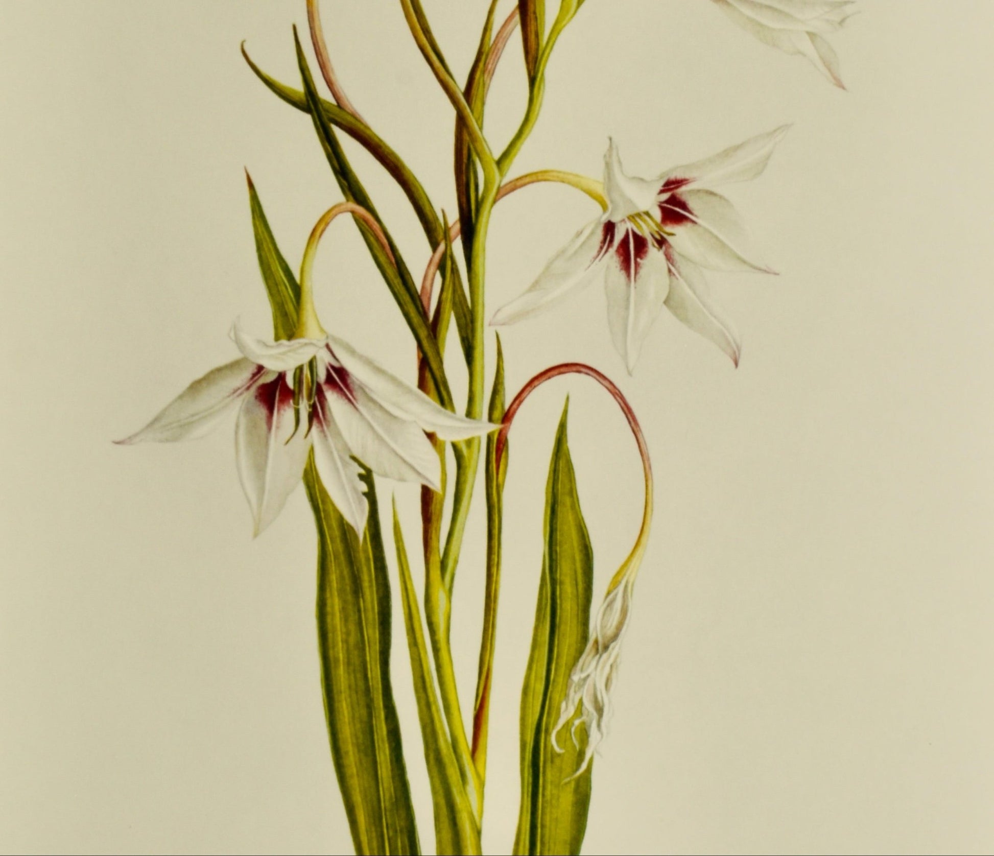 White Gladiolus Callianthus Botanical Print by Elizabeth Cameron Ltd Edition - Room Four