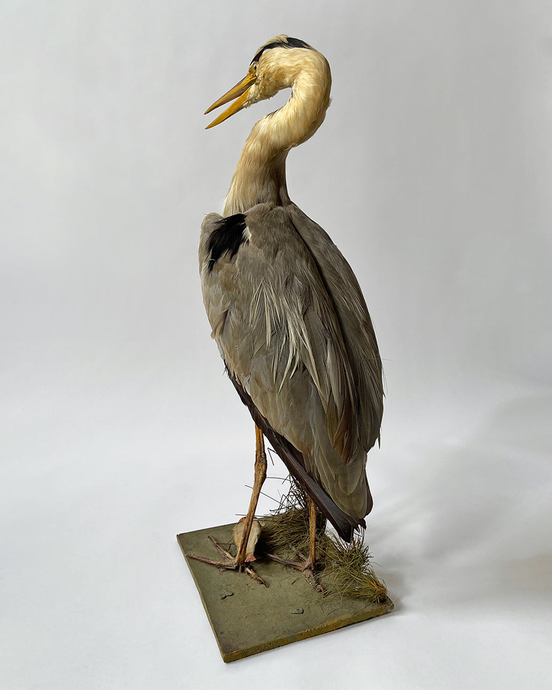 Taxidermy Heron - Vintage