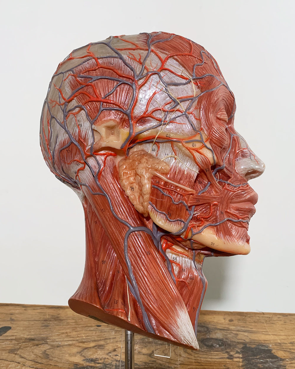 Anatomical Human Head Medical Study T Gerrard 