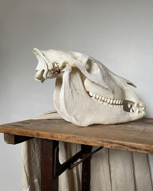 20th Century Zebra Skull - Room Four