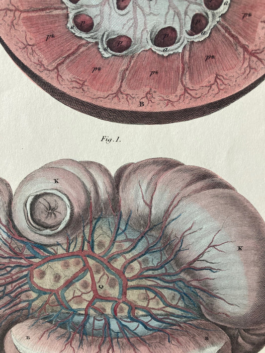 Anatomical Print - Internal Organs  Lizars - Giclee