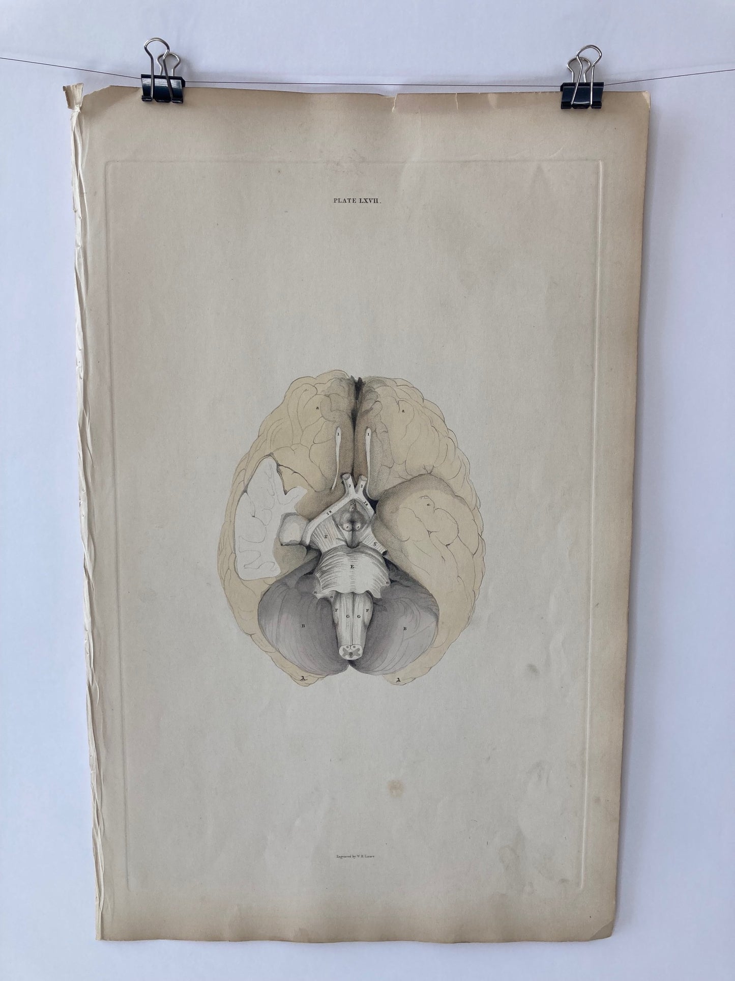 early anatomy - plate LXVII  - original