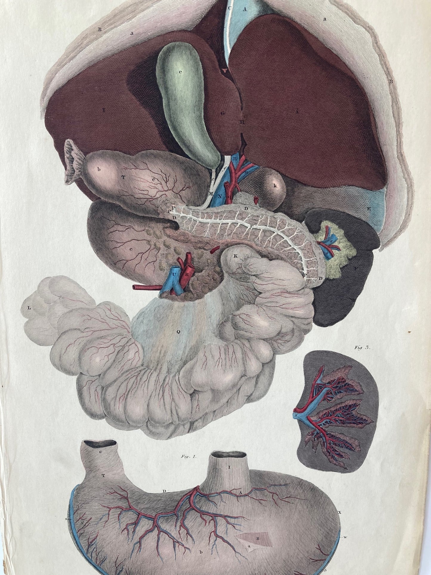 early anatomy - plate LXXXV - ORIGINAL