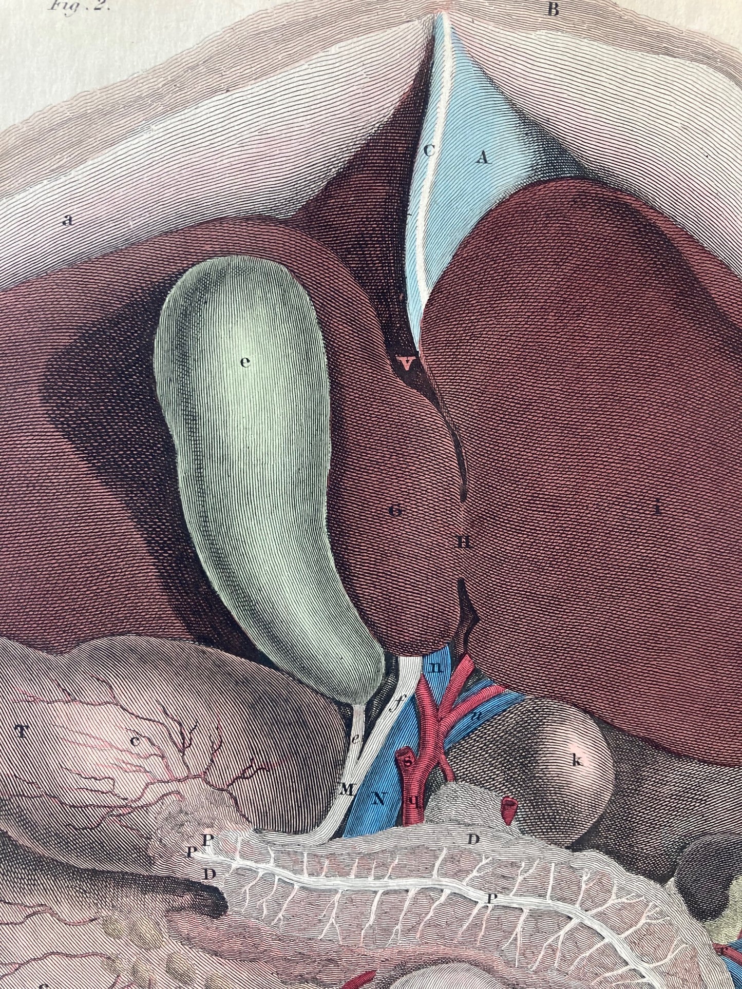 early anatomy - plate LXXXV - ORIGINAL