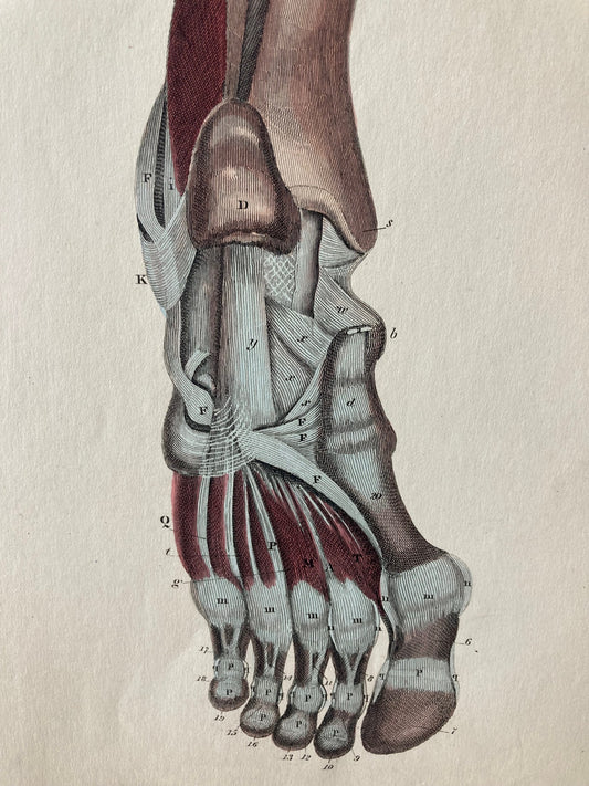 Lizars Anatomical Drawing 19th century original - human leg/foot  anatomy - plate LIII original