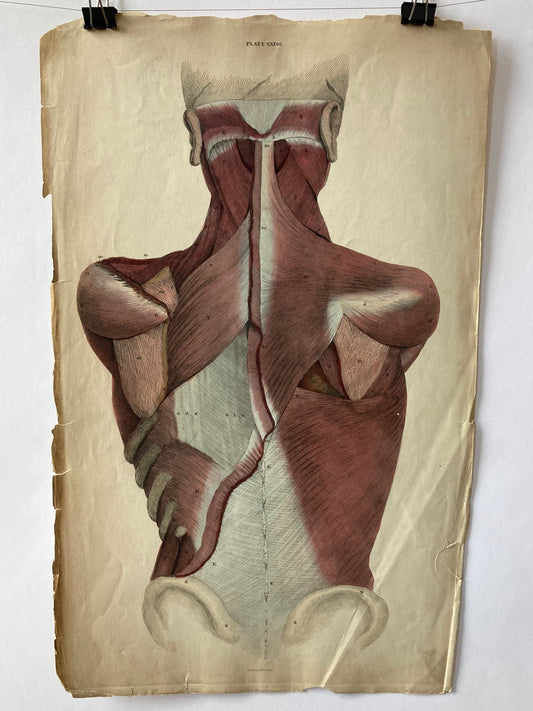 early anatomy Plate XXXIII - original