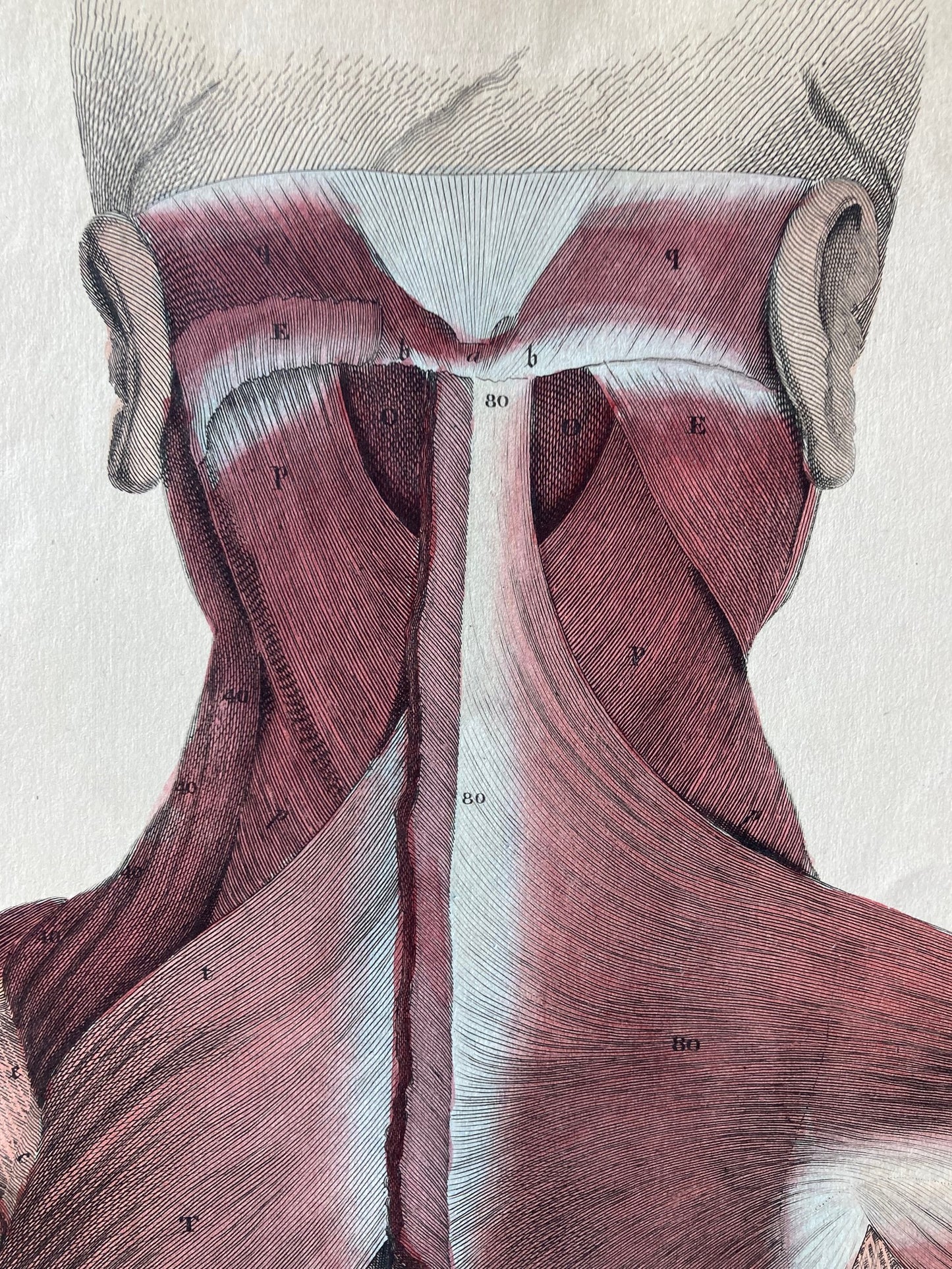 Placa de anatomía temprana XXXIII - original
