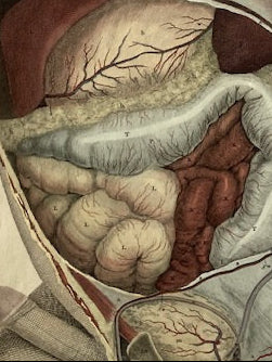 Frühe Anatomie – Tafel LXXXIII – ORIGINAL