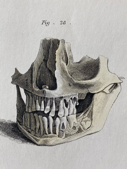 early anatomy PLATE VI- ORIGINAL