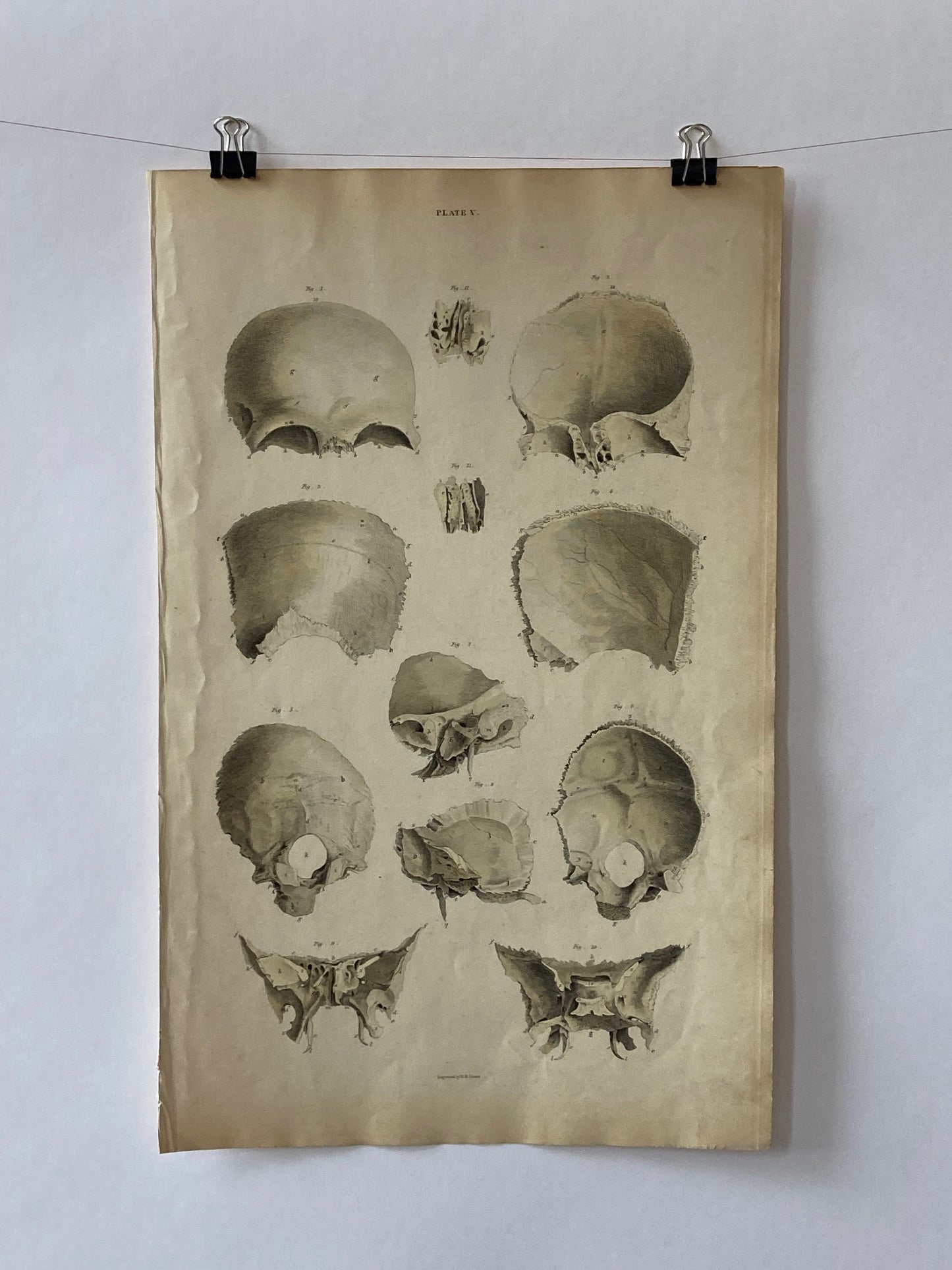early Anatomy - Plate V - ORIGINAL