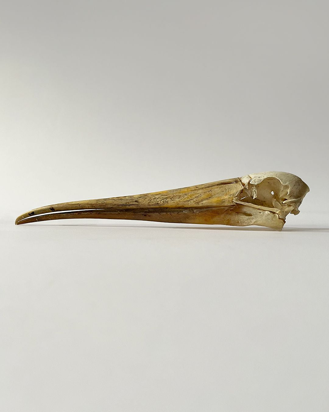 Taxidermy Skull Yellow Billed Stork